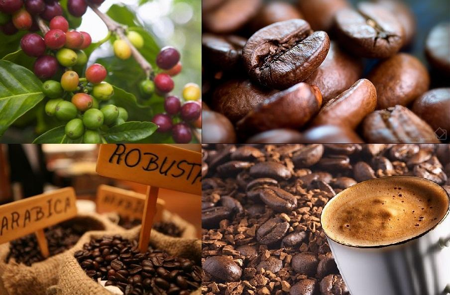 Công bố tiêu chuẩn chất lượng cà phê - EVERESTLAW